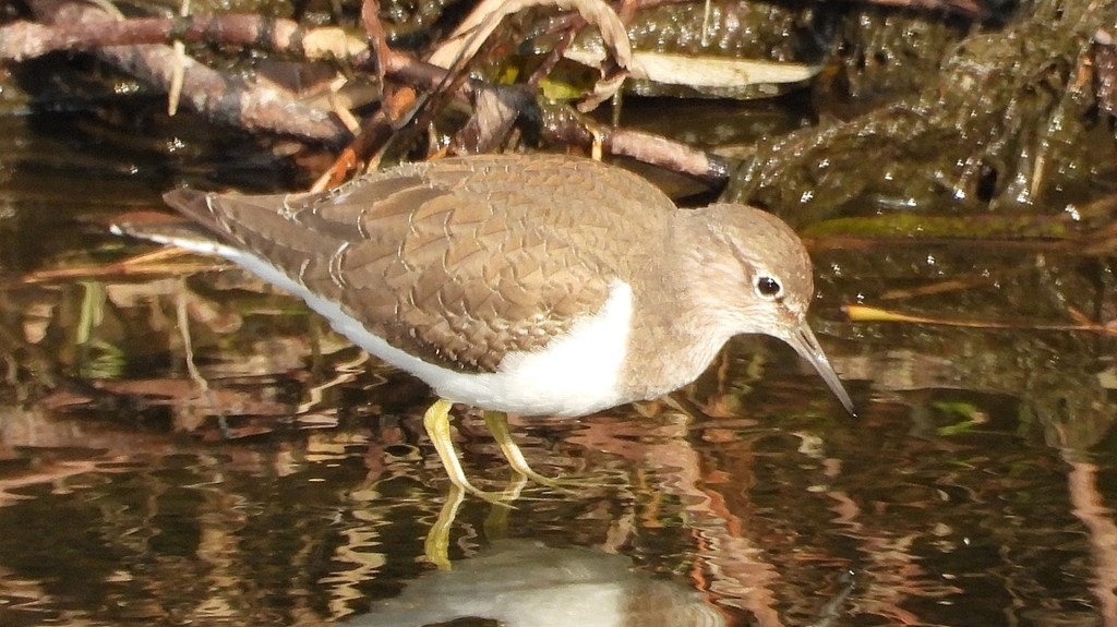 DSCN4080：イソシギ