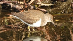 DSCN4080：イソシギ