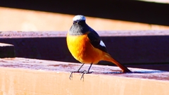 P2370603：ジョウビタキ（オス）