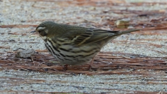 DSCN8246：ビンズイ