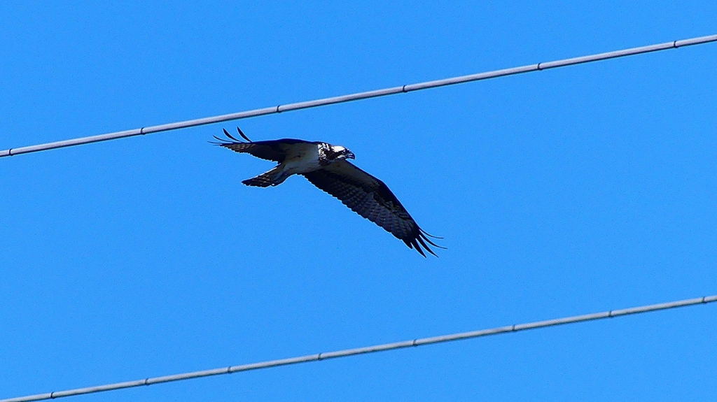 P2270444：飛ぶミサゴ