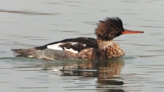 DSCN7225：ウミアイサ