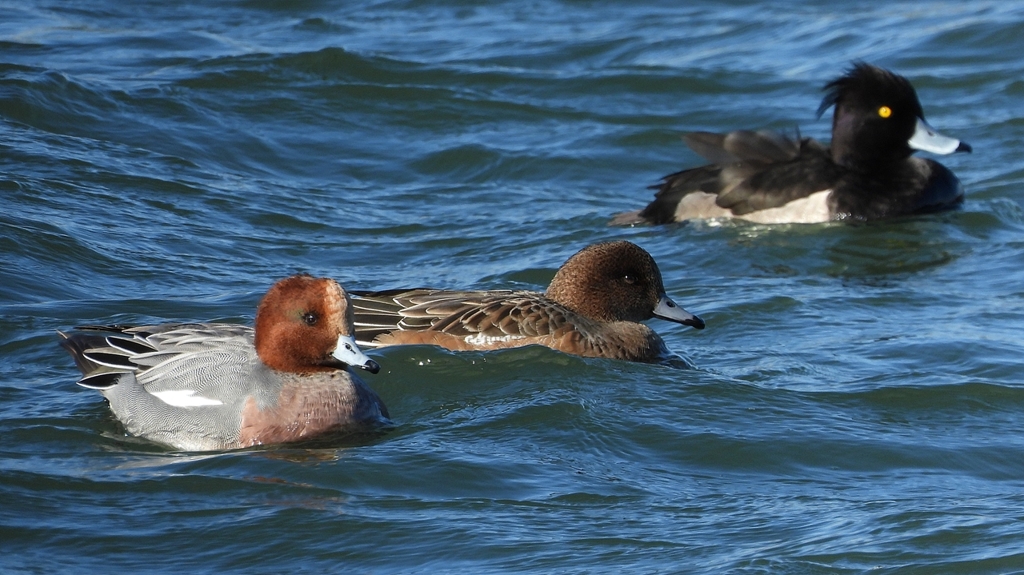 DSCN0991：ヒドリガモ、キンクロハジロ