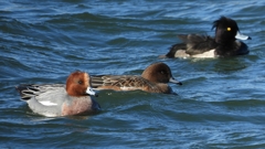 DSCN0991：ヒドリガモ、キンクロハジロ