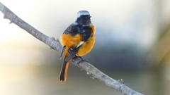 P2330101：ジョウビタキ（オス）