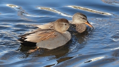 DSCN9722：オカヨシガモ