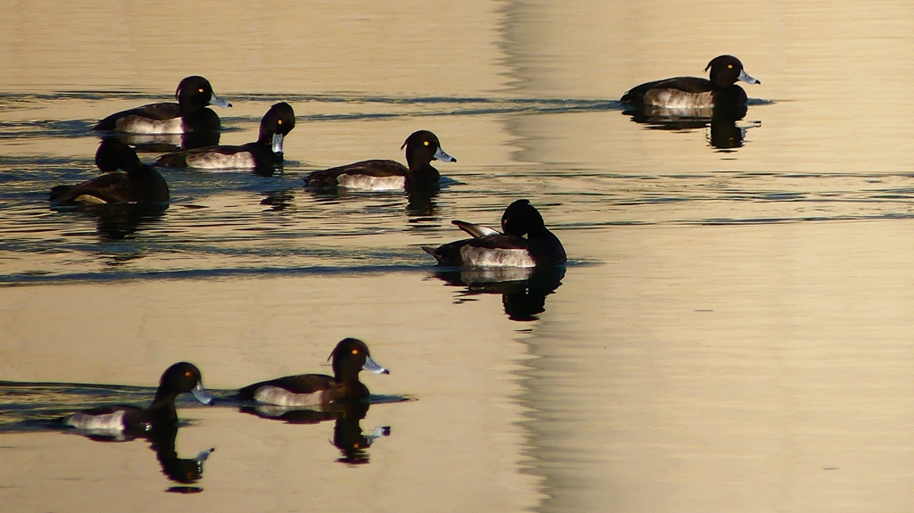 P2350361：キンクロハジロ
