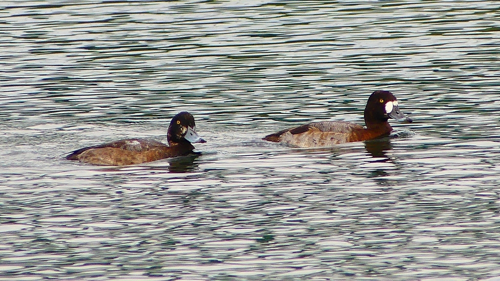 P2350508：スズガモ