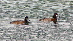 P2350508：スズガモ