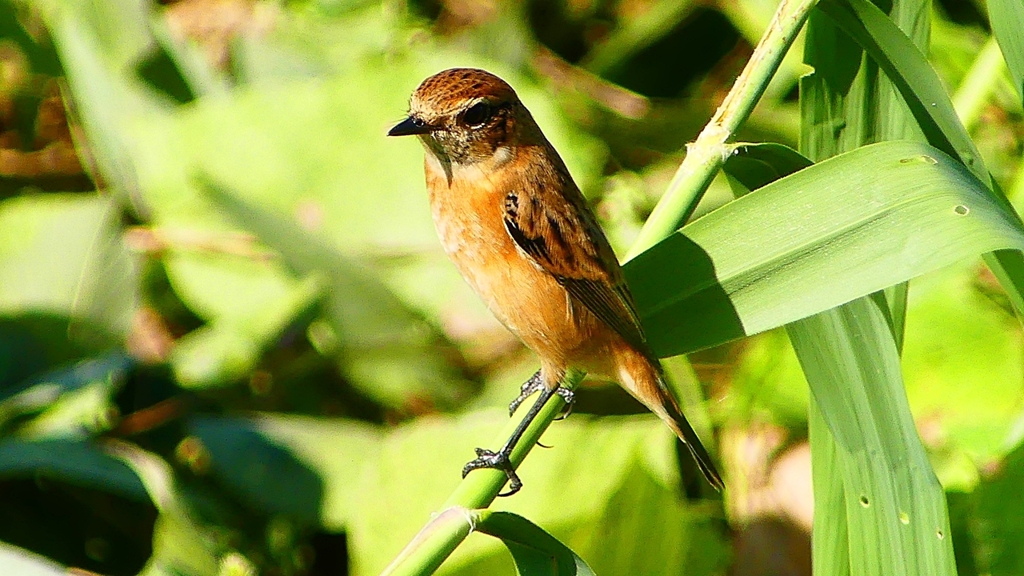 P2300374：ノビタキ