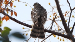 DSCN3031：ハイタカ