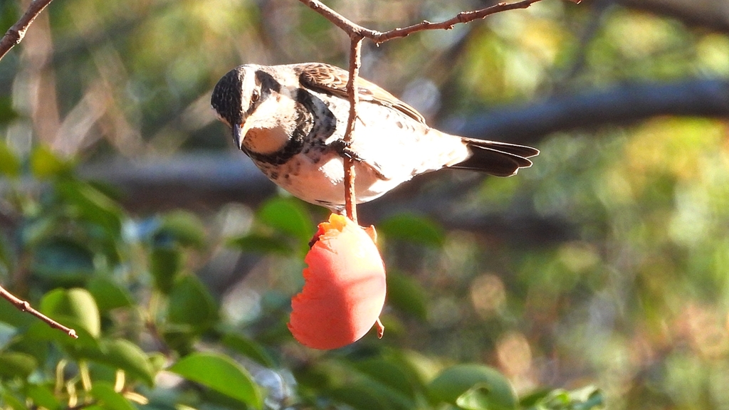 DSCN6021：ツグミ