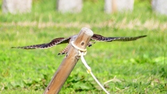 P2340515：チョウゲンボウ