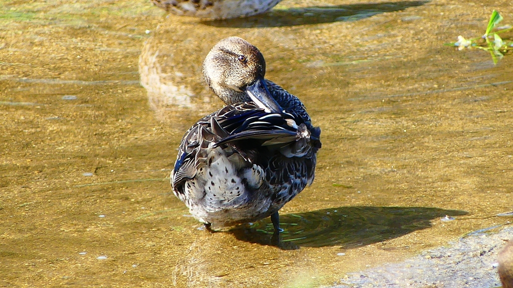 P2330581：コガモ