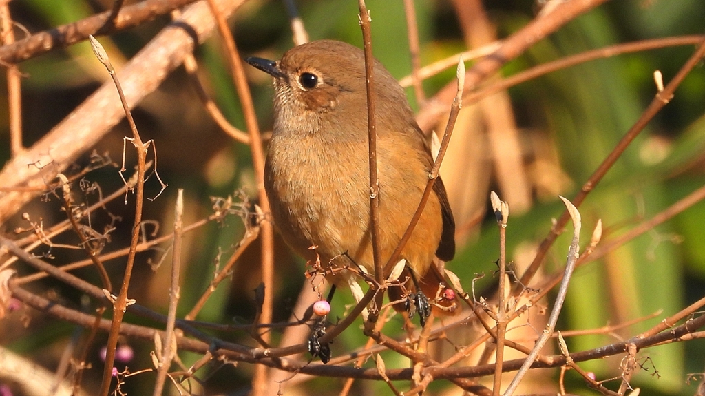 DSCN8144：ジョウビタキ（メス）
