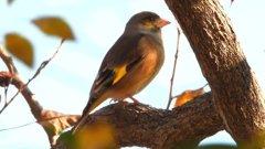 DSCN6321：カワラヒワ