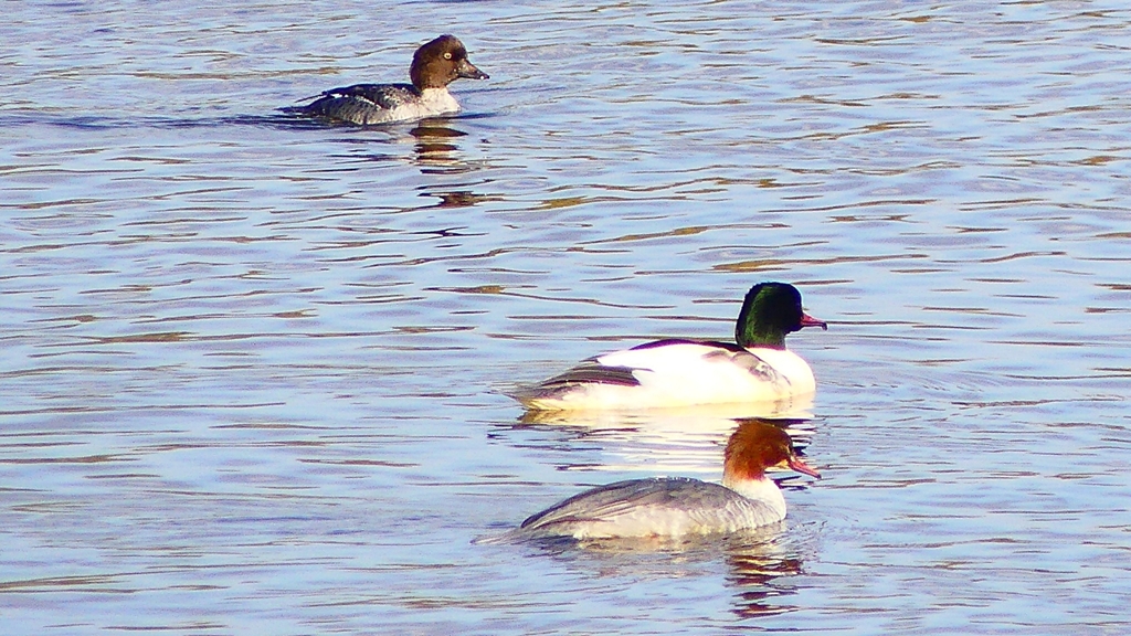 P2410281：カワアイサ、ホオジロガモ