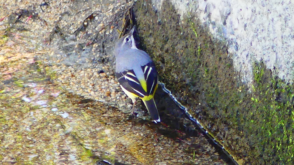 P2330127：キセキレイ