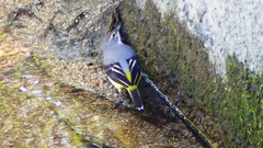 P2330127：キセキレイ