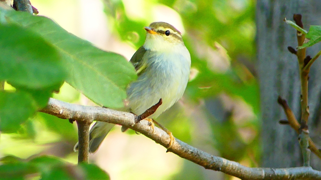 P2320065：ムシクイ