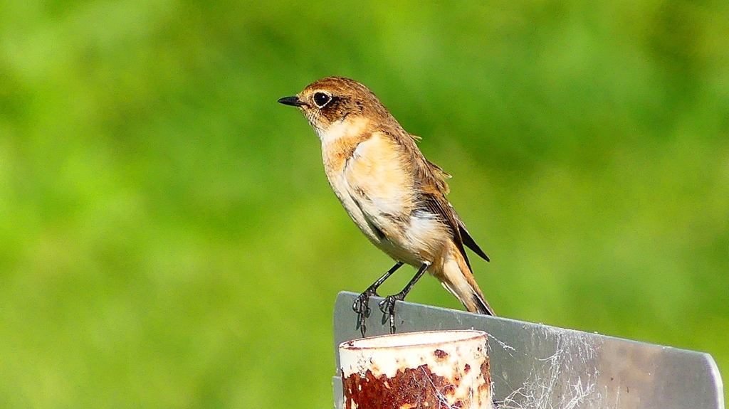 P2310834：ノビタキ