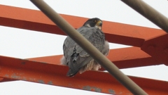 DSCN3427：ハヤブサ