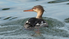 DSCN3183：ウミアイサ（オス）