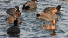 DSCN3945：オカヨシガモ他