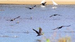 P2330318：カワウの狩り