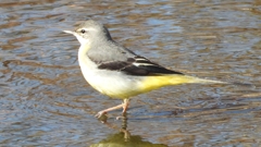 DSCN0699：キセキレイ