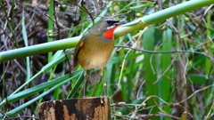 P2310489：ノゴマ（オス