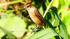 P2300291：ノビタキ