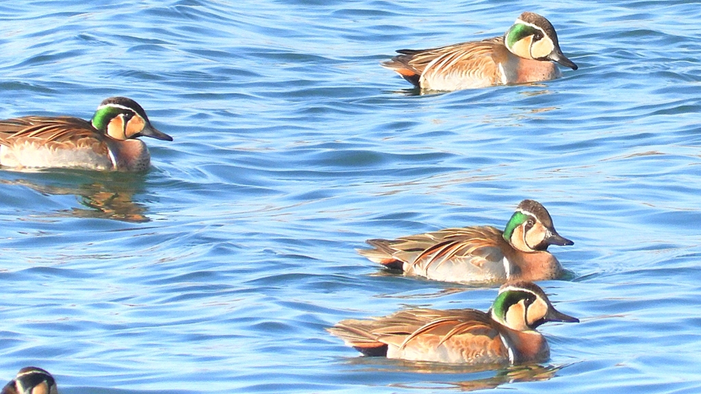 DSCN1164：トモエガモ