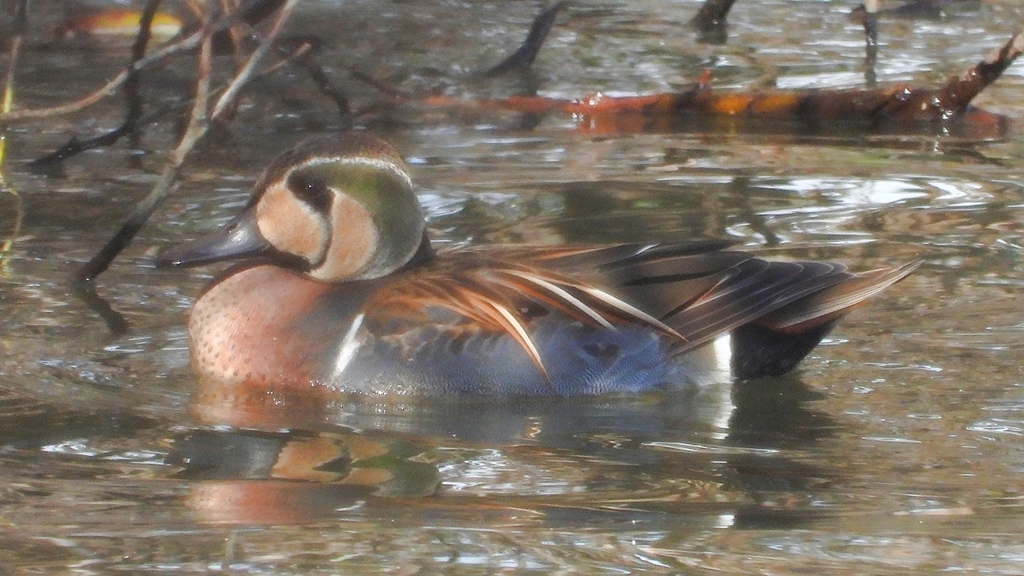 DSCN9094：トモエガモ（オス）