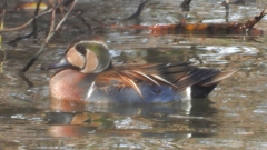 DSCN9094：トモエガモ（オス）