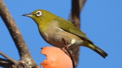 DSCN8741：メジロ