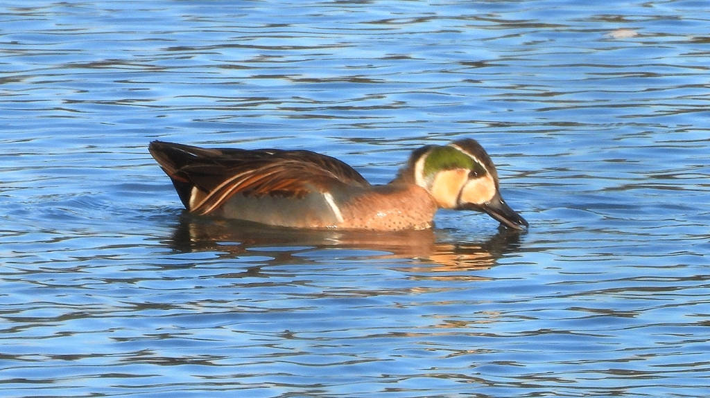 DSCN7857：トモエガモ（オス）