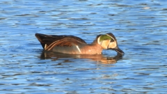 DSCN7857：トモエガモ（オス）