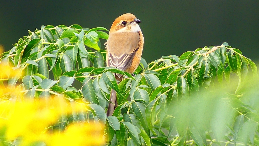 P2370043：モズ（メス）