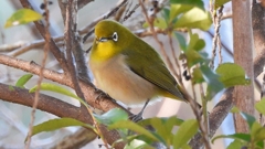 DSCN8313：メジロ