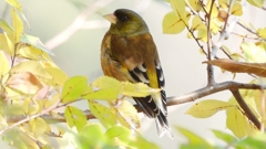 DSCN6257：カワラヒワ