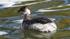 DSCN0262：ハジロカイツブリ