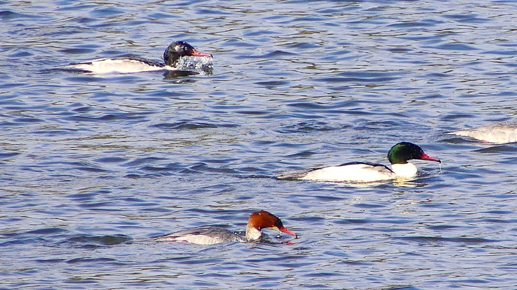 P2410447：カワアイサ