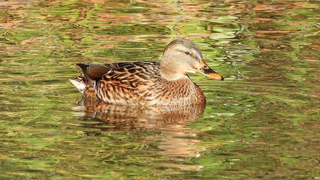 DSCN5112：マガモ（メス）