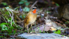 P2310039：ノゴマ（オス）