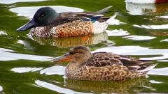 P2330776：ハシビロガモ