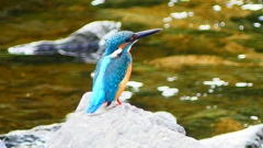 P2280285:カワセミ(オス) P2280285:カワセミ(オス)