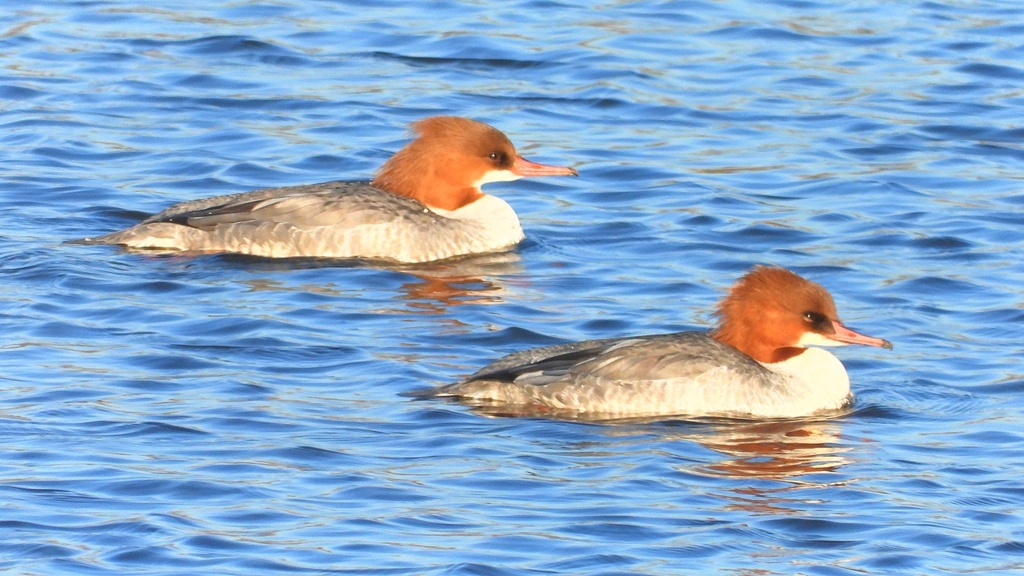 DSCN6341：カワアイサ