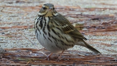 DSCN8235：ビンズイ