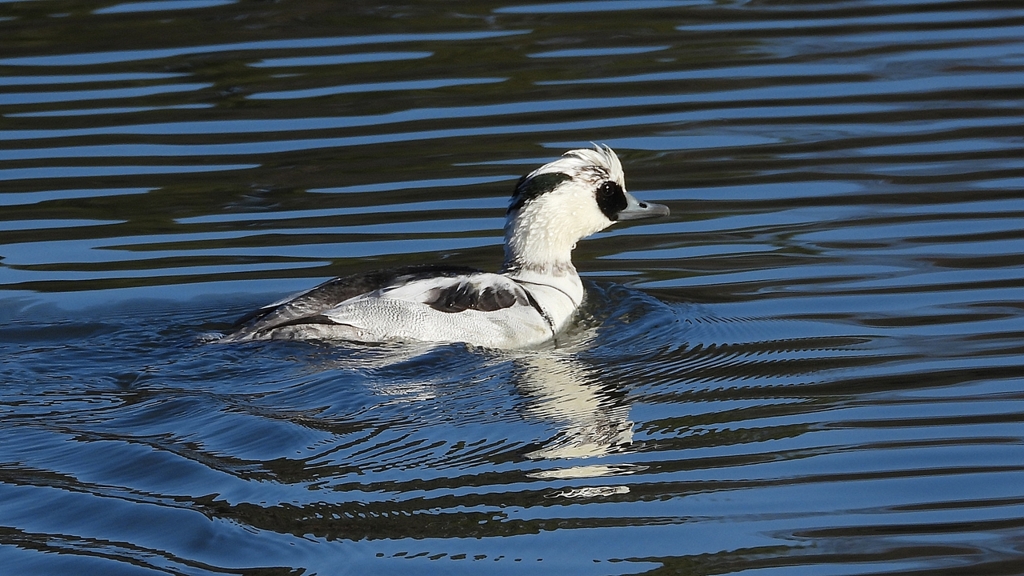 DSCN4907：ミコアイサ（オス）